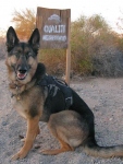 Wyatt Patrols Quality Neighborhood