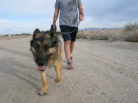 Wyatt Ray out for a walk.