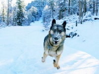 Wyatt running in the Snow