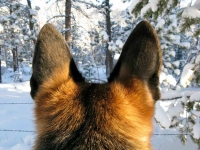 Wyatt in the Snow