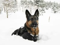 Wyatt in the Snow with Ruffwear Gear