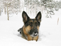 Wyatt in the Snow