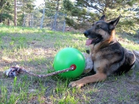 Wyatt with Tuggo ball