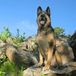 Tripawds GSD Wyatt on the Rocks