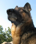 Tripawds GSD Wyatt Ray