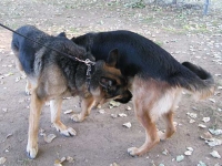 Wyatt and his new GSD friends