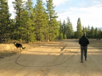 Wyatt walking on long lead