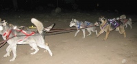 Wyatt runs with Odaroloc Sled Dogs