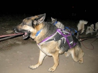 Wyatt runs with Odaroloc Sled Dogs