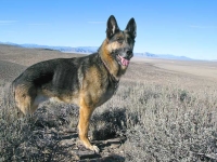 Wyatt at Basin and Range BLM National Monument