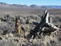 Wyatt at Basin and Range BLM National Monument