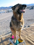 Wyatt balances on Paw Pods and stool