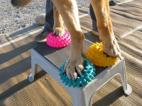 Wyatt balances on Paw Pods and stool