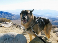 Wyatt cold at Keys Lookout, Joshua Tree National Park