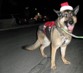 Wyatt dressed up for Founrain of Youth Christmas Parade