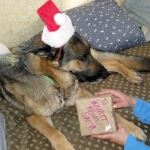 Wyatt opens presents, Christmas 2015