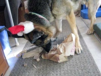 Wyatt opens presents, Christmas 2015