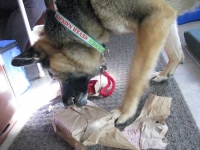 Wyatt opens presents, Christmas 2015