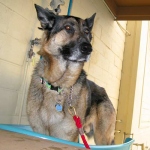 Wyatt gets bath at Fountain of Youth spa.