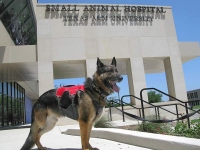 Wyat at TAMU Veterinary Teaching Hospital