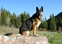 Wyatt Watches over Park Creek, Colorado