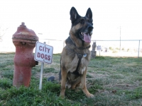 Wyatt plays in the dog park