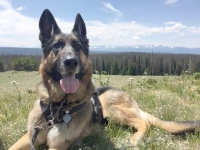 Colorado Tripawd Wyatt