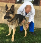 Tripawd Orthopedic Evaluation