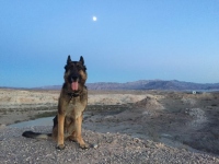 Tripawd Wyatt Lake Mead Nevada