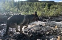 Wyatt runs along Petersen Creek in British Columbia
