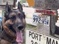 Wyatt find his favorite sign at the Signpost Forest