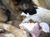 Wyatt Christmas 2012