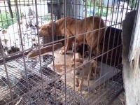 korean dog (meat) mill farm