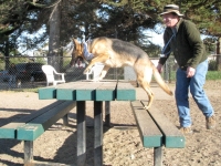 Three Legged German Shepherd Rescue Dog Codie Rae Climbing