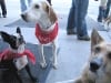 Adoption Dogs