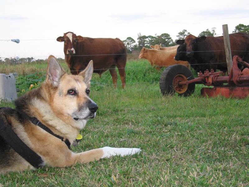 dogs and dairy