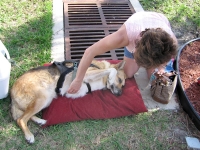 Jerry gets some love at the Fort Pierce Market