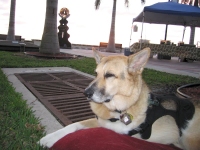 Sleepy dog Jerry watches the sunrise over the Market