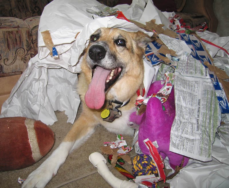 Jerry opens presents  for his first Three Legged Christmas