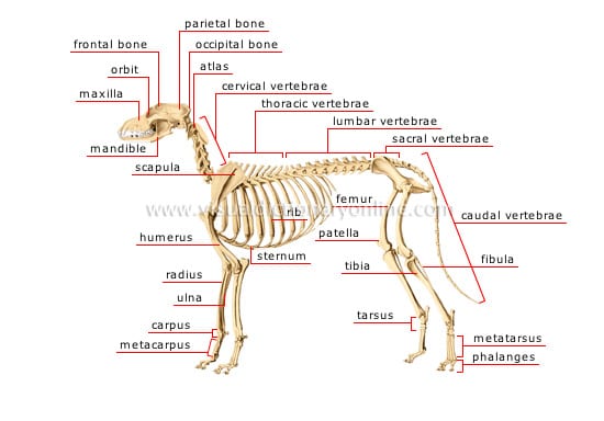 dog skeleton