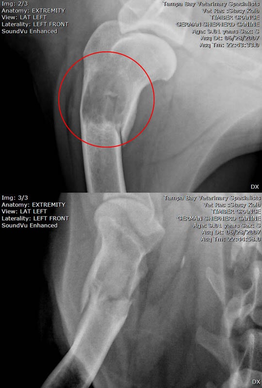 what are the first signs of osteosarcoma in dogs