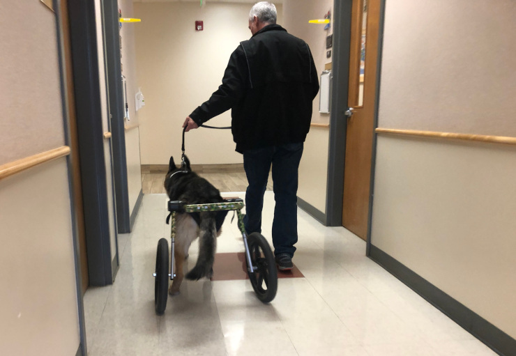 Tripawd Wyatt in a wheelchair