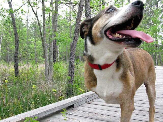 Tripawd Trouble on a hike in Texas