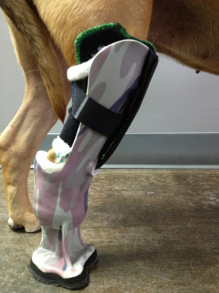 Joint Health and Prosthetic Tips for Threelegged Dogs, Part 3
