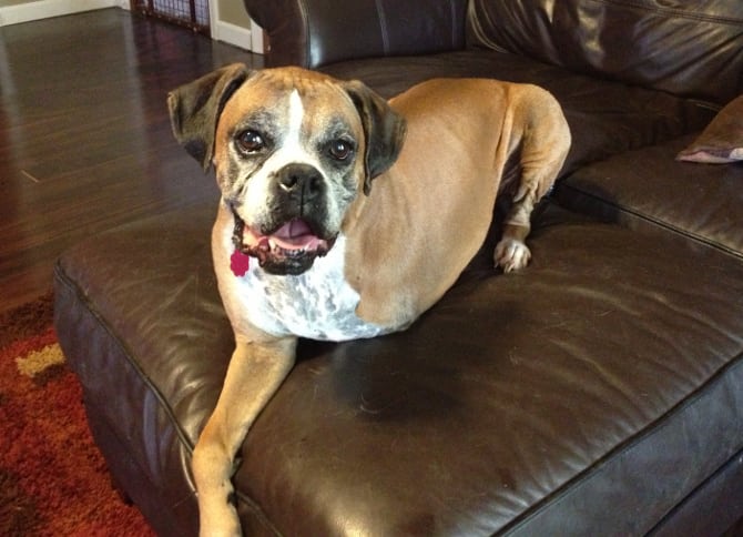 Meet Three Legged Mast Cell Cancer Survivor Roxy the Boxer Dog