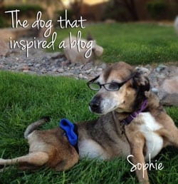 Lessons from a Paralyzed Dog Founder, Sophie