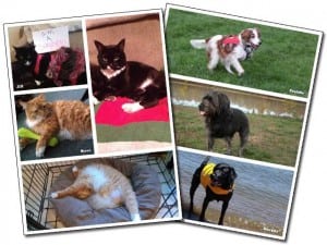 Tripawds Three Legged Dogs and Cats