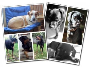 Tripawds Book of Three Legged Dogs Photos