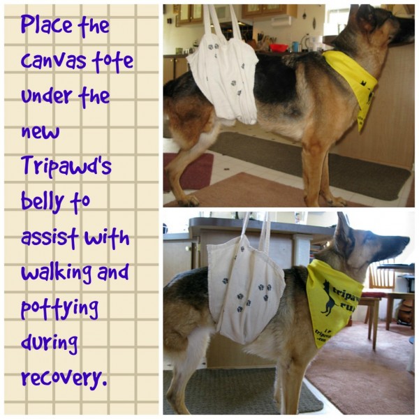 DIY dog sling