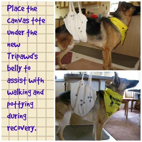 How to Make Dog Sling from Canvas Bag 